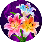 指尖消花2026官方新版图标