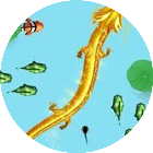 合成神龙觉醒2026官方新版图标