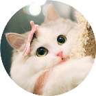 跑了个猫猫2026官方新版图标