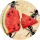 小小蚁国2026官方新版图标