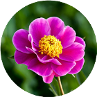 我看你咋过2026官方新版图标