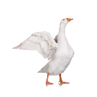 消了个鹅2026官方新版图标